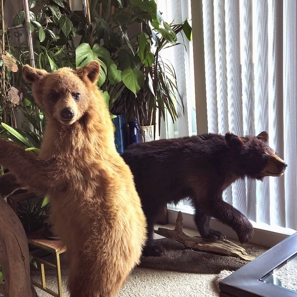 Life size bear --only black bear available, grizzly is sold! - Picture 1 of 3